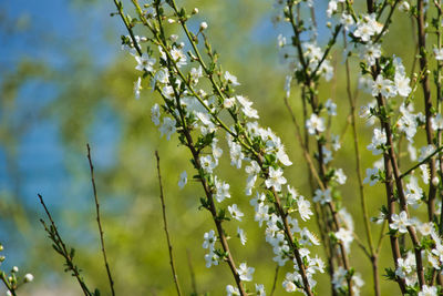 Low angle view of flowering plant