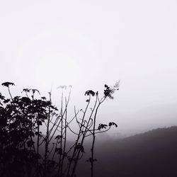 View of plants against sky