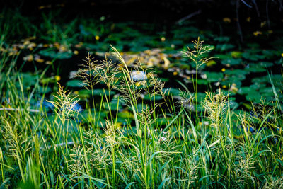 Close-up of plant growing outdoors