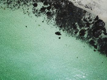 High angle view of jellyfish on beach