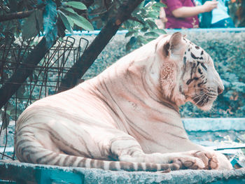 Side view of a cat resting