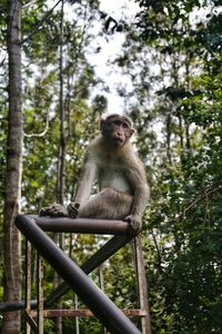 Low angle view of monkey sitting on tree in forest