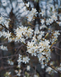 Close-up of white cherry blossoms in spring