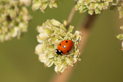 Close-up of insect on flower