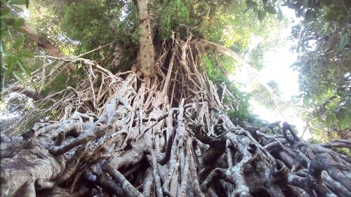 Low angle view of tree in forest