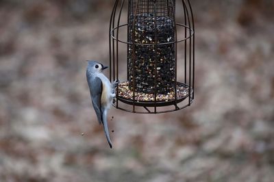 Close-up of bird perching on feeder