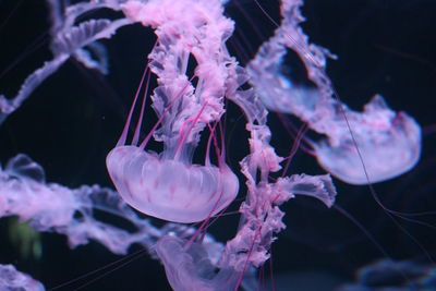 Jellyfish swimming in sea