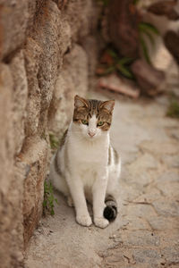 Portrait of cat sitting outdoors