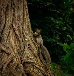 Squirrel on tree trunk