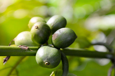 Close-up of fruits growing on tree