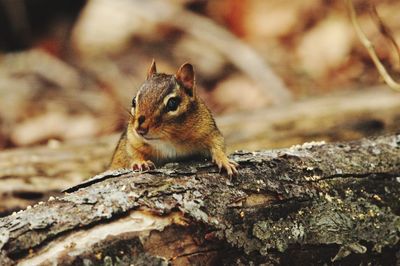 Close-up of chipmunkl on rock