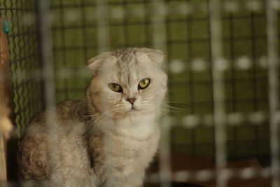 Portrait of cat in cage