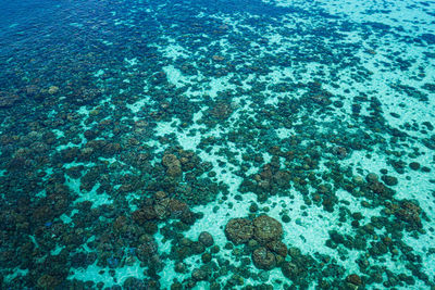 High angle view of coral in sea