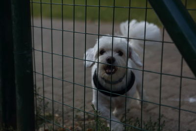 Portrait of dog in cage