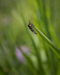 Close up of wasp moth resting on grass blade isolated on nature background