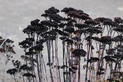 Close-up of plants against sky during winter