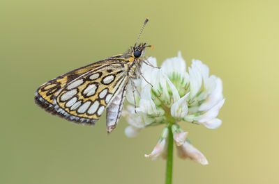 Close-up of butterfly perching on flower