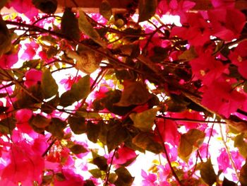 Low angle view of pink flowers on tree