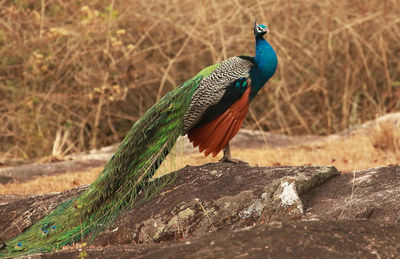 Bird perching on rock