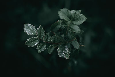 Close-up of plant