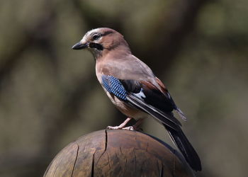 Close-up of bird perching on wood