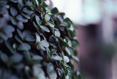 Close-up of fresh green plant