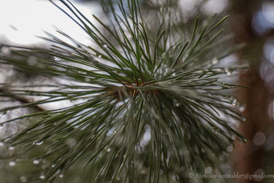 Close-up of wet pine tree