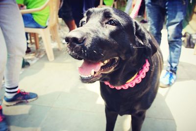Close-up of dog sitting outdoors