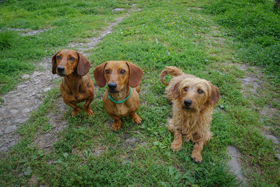 Portrait of a dog on field