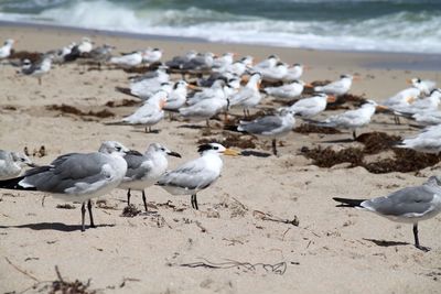 Royal terns and seagulls 