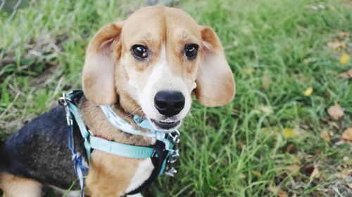 Portrait of dog