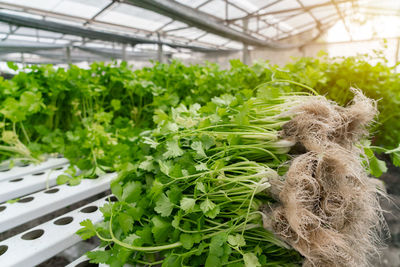 Plants growing in greenhouse