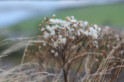 Close-up of white flowering plant on field