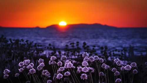 Purple flowering plants on land against romantic sky at sunset