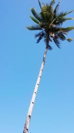 Low angle view of trees against clear blue sky