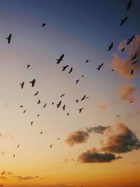 Low angle view of birds flying in sky