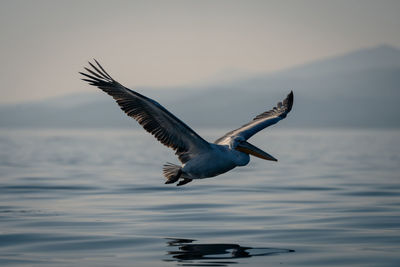 Close-up of bird flying over sea