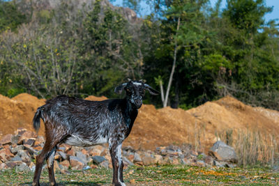 Black goat standing on field