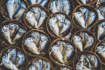 High angle view of fish for sale