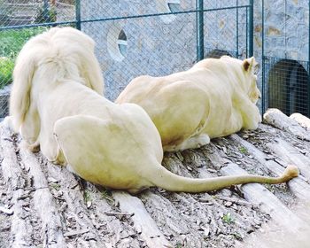 View of a dog resting