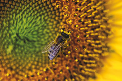 Close-up of bee pollinating on sunflower