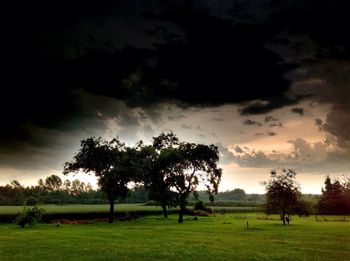 Trees on landscape against sky