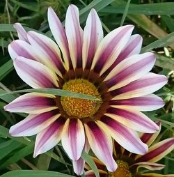Close-up of pink flower