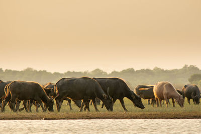 Horses in a field