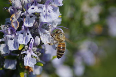 Close-up of bee on purple flower