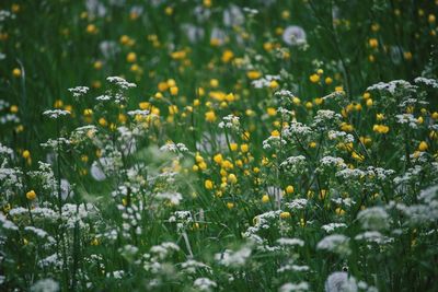 Close-up of yellow flowering plants on field