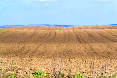 Scenic view of agricultural field against sky