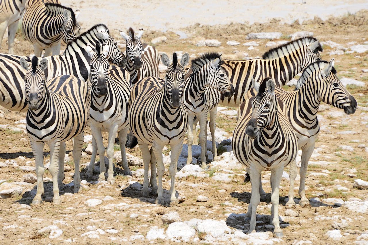 ZEBRAS STANDING ON FIELD AGAINST STONE WALL