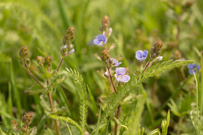 Close-up of purple flowering plants on field