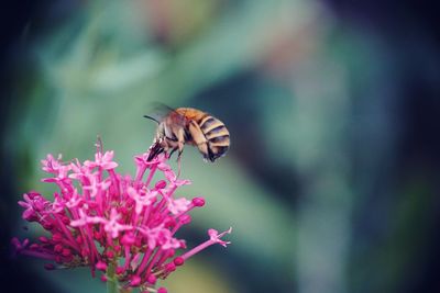 Close-up of butterfly pollinating on pink flower